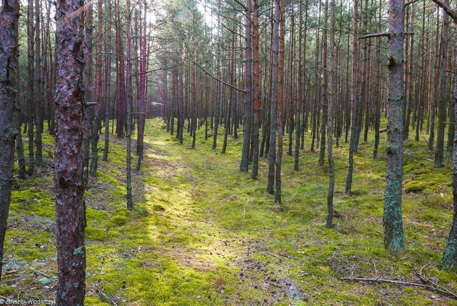 Dworek Bursztynowe Piaski Гданск Екстериор снимка